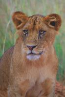 Young Lioness